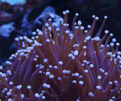 原来,珊瑚才是海洋中真正的魔法师