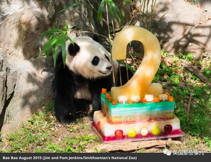 熊猫那么可爱,为什么只有中国有?说出来你都会