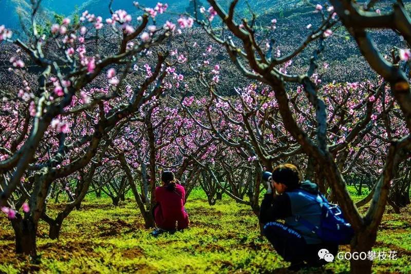 务本的桃花,樱桃花已经开了~!