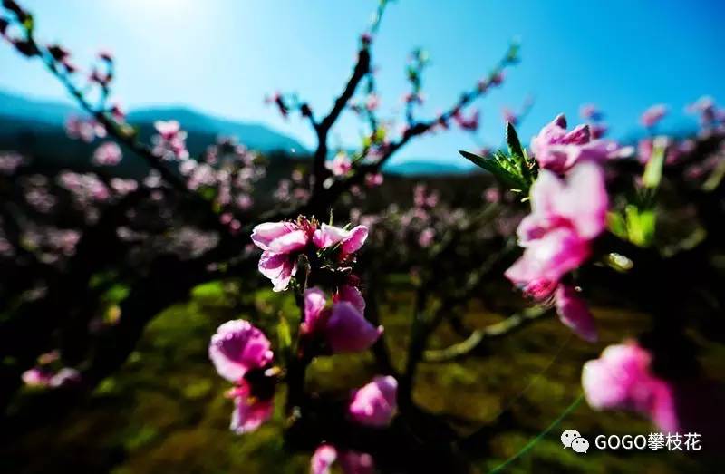 务本的桃花,樱桃花已经开了~!