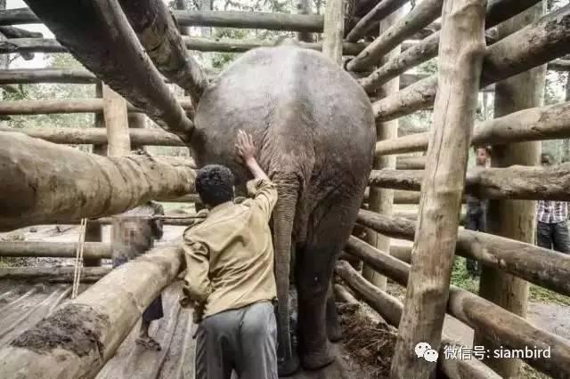 被泰国网站禁播!这是黑象背后血淋淋的残酷真
