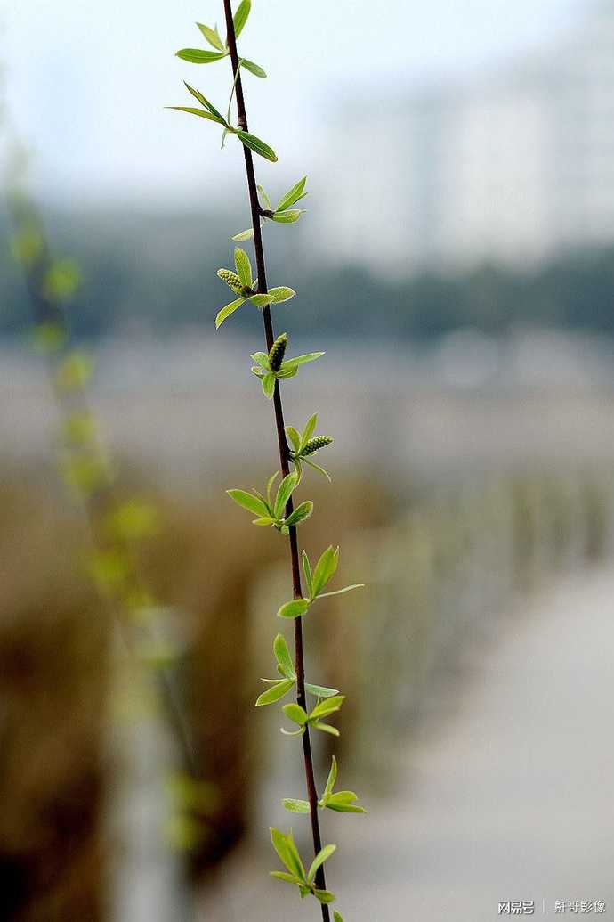 长沙湖边的柳树发芽了