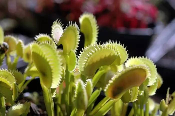 图片:colorado carnivorous plant society虽然是食肉植物,但是并不