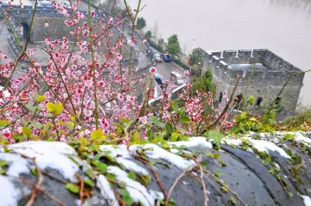 浙14处"香雪海"自带仙气,完胜日本樱花!桐乡周边就有!