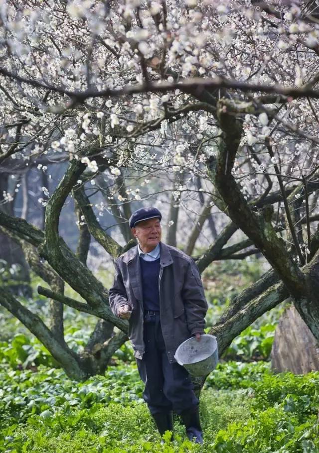 浙14处"香雪海"自带仙气,完胜日本樱花!桐乡周边就有!