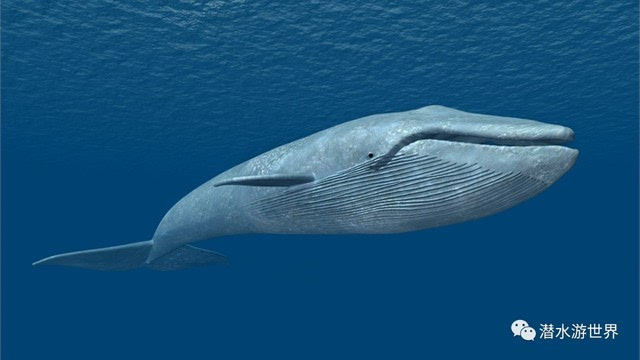 的确,鲸类的体型普遍较大,其中蓝鲸(blue whale)更是地球上最大的哺乳