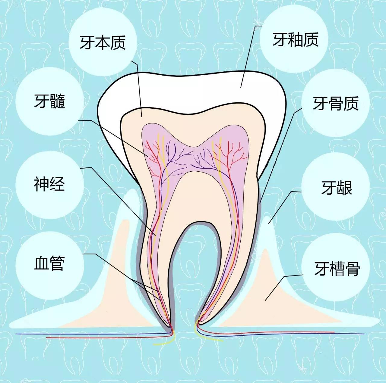 突破 | 刘怡教授课题组让"牙槽骨再生"不再难-搜狐健康