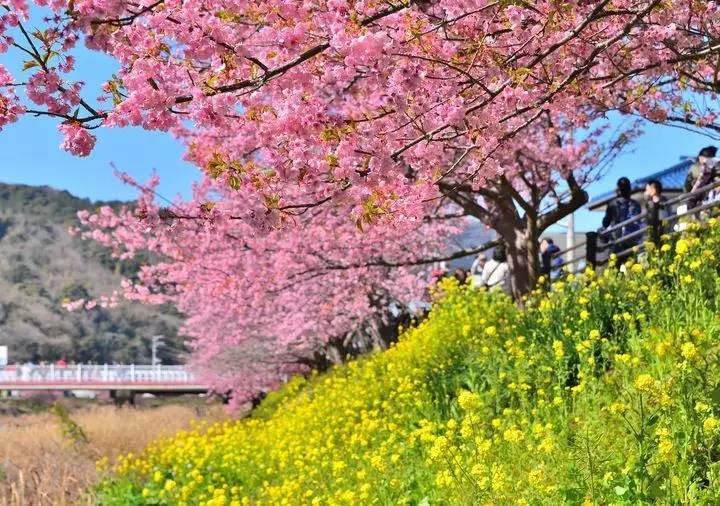 伊豆半岛的樱花开了,河津樱花祭带你体验日本