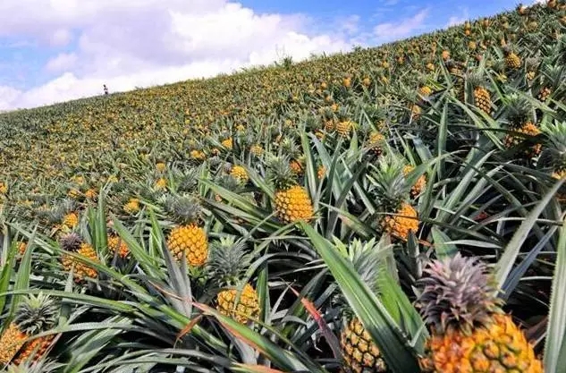 不用去欧洲 去北海赏 菠萝的海 品北海特式美食