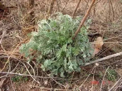 好 吃丨春天来了,广西的野菜冒芽了,你准备好尝鲜了吗?