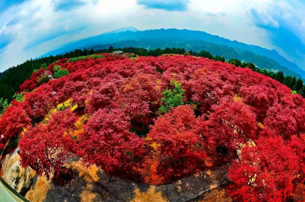 茶园婚纱基地_茶园基地图片(3)