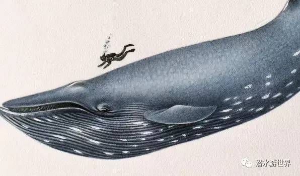 鲸鱼的这些 身份 你可能还不知道--世界鲸鱼日