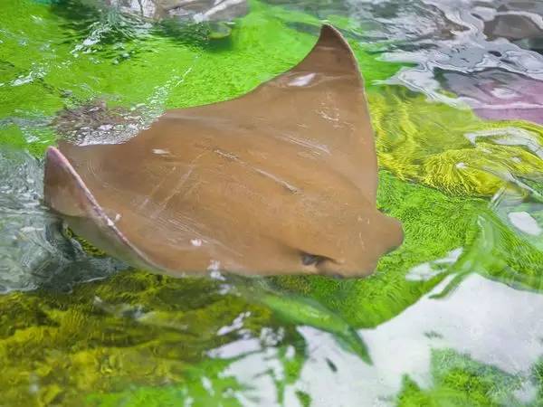 cownose ray 牛鼻魟