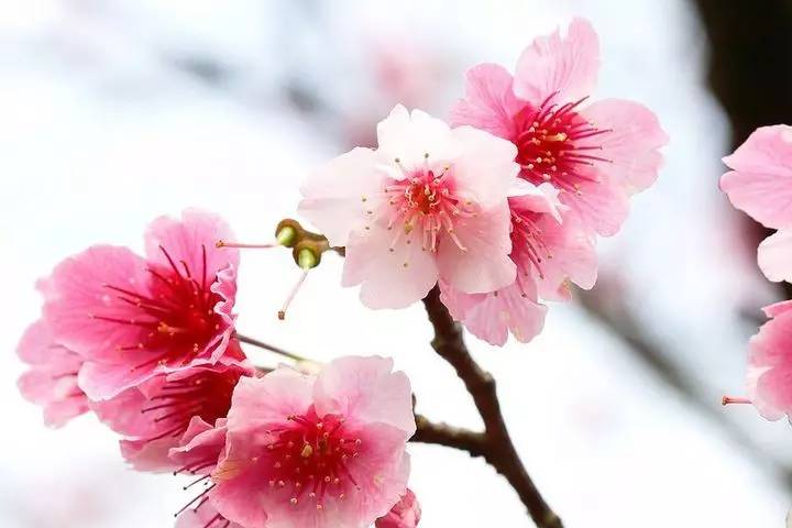 伊豆半岛的樱花开了,河津樱花祭带你体验日本