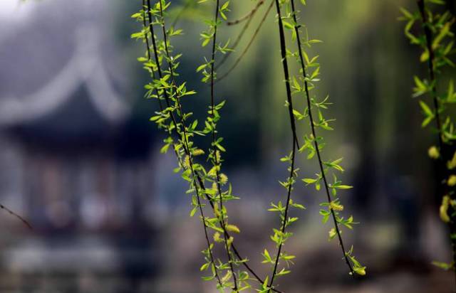 不过,一场场春雨降临,万物生长,美美的春天真的要来啦!