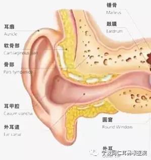 对于耳朵的这些看法都是错的!