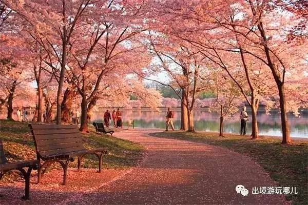 2017华盛顿樱花节赏樱全攻略,共赴春光里的浪
