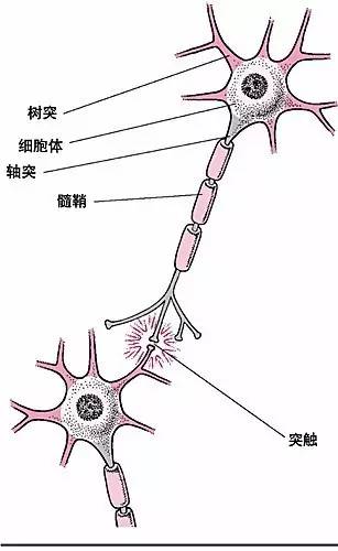 大脑皮层上的神经元森林