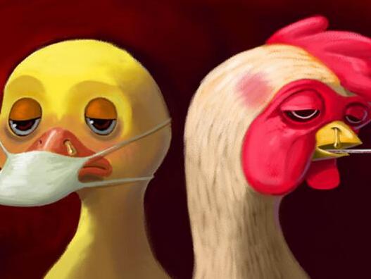 H7N9禽流感是什么?科学预防有妙招!
