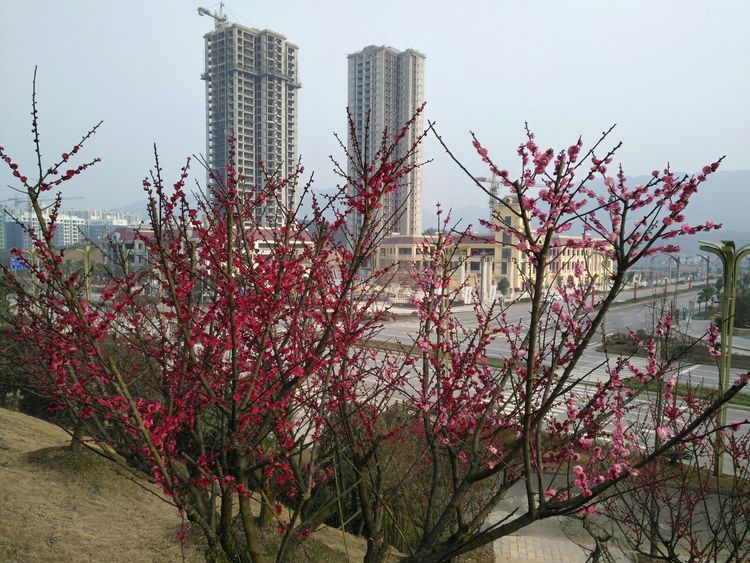 遵义赏报春梅—湄潭乾艺梅园,花美惊艳!