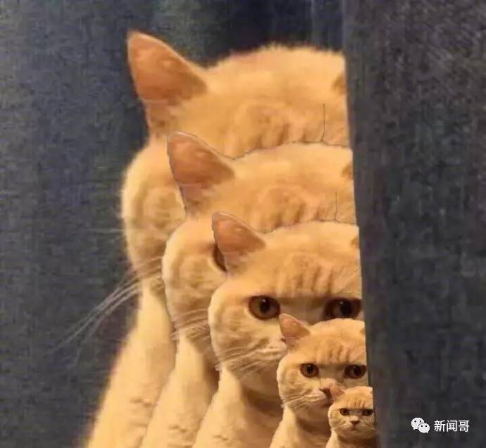 搞笑图片:你已被橘猫锁定!