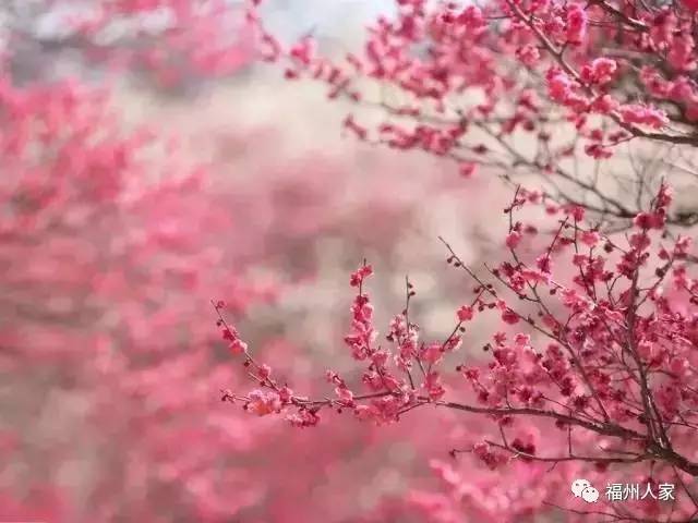 关注 | 福州八县的春天谁最美,连江人请为家乡投