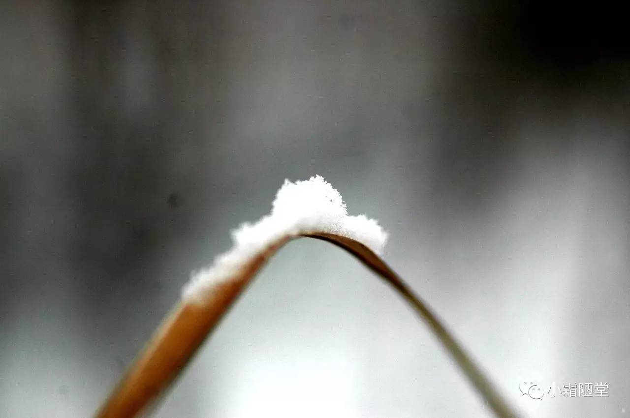 我们也玩飞花令之 雪