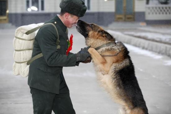 英国退役军犬被认为没有任何价值后,全部被安乐死