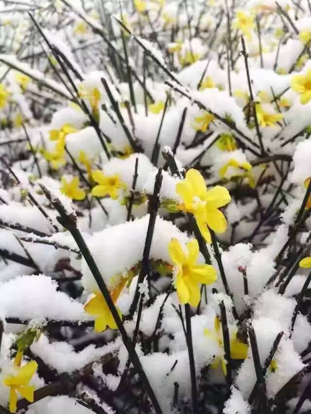 雪来哦!在西安熬过了冬天,却冻死在春天.