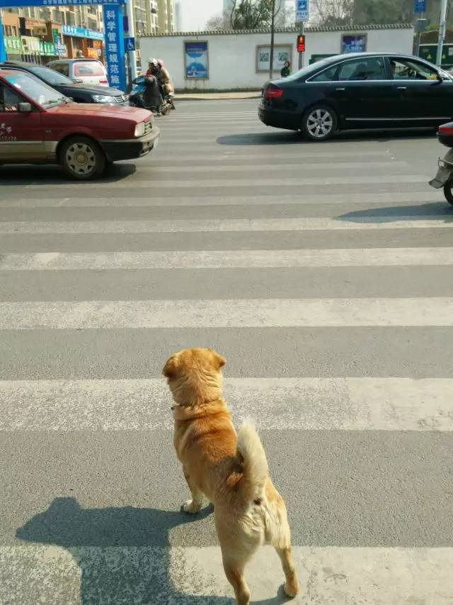 跟随主人过马路很规矩