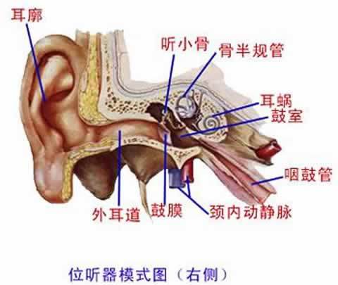 04分泌性中耳炎要积极治疗   东莞国境耳鼻