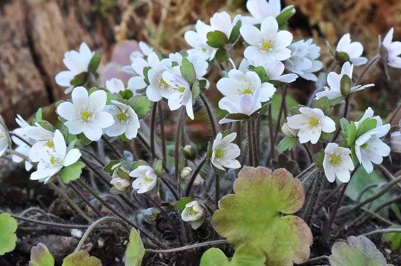 川鄂獐耳细辛 .图片:ashwoodnurseries.