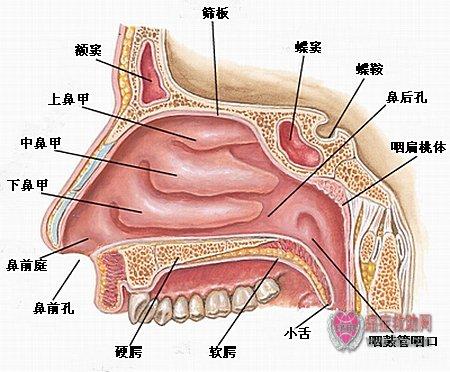 康丹堂:过敏性鼻炎怎么根治?鼻腔黏膜的结构(