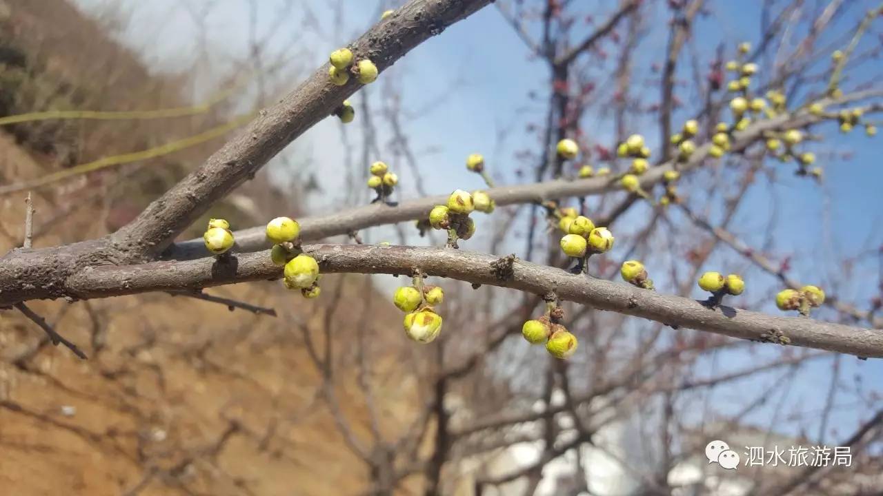 【泗水旅游】泗水梅园早报春