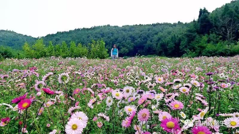 坐拥1200亩鲜花山谷这对夫妇的爱情感动全中国