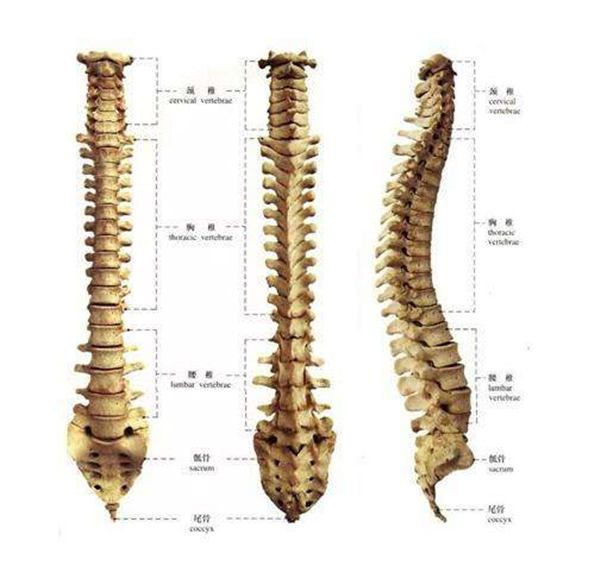 脊柱的生理弯曲以及影响脊柱生理弯曲的因素有