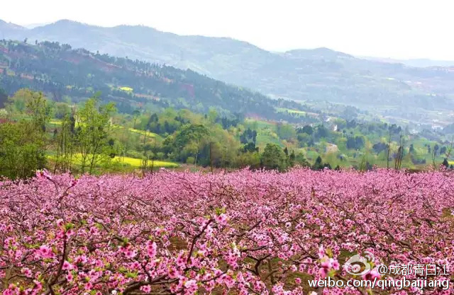 青白江姚渡龙门桃花沟老凤凰果然厉害,活的久,种花都是大手笔.