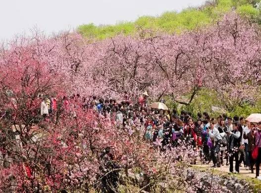 【头条推荐】这周六2017桂林恭城桃花节,柳州的花痴们,桃花运走起!