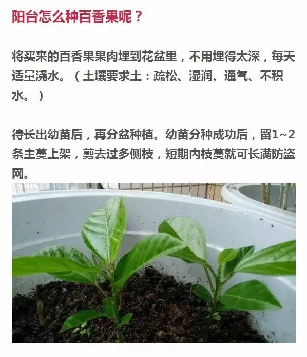 别傻傻买百香果了!一粒种子就可爬满整个阳台,四季都结果!