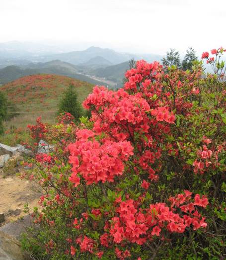 罗汉台杜鹃花海园