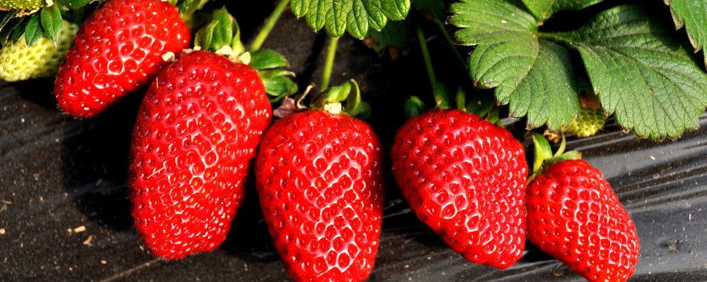 推荐萧山7个草莓园,品味一整个春天的甜蜜!