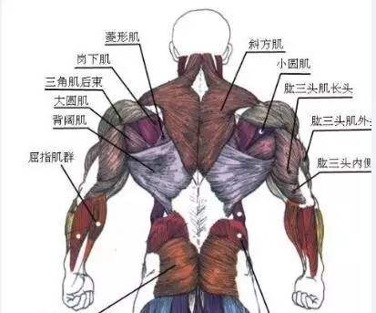 练习之前先了解一下背部肌肉的组成部分