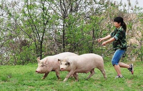 为啥现在猪肉味道没过去好 农家猪vs饲料猪