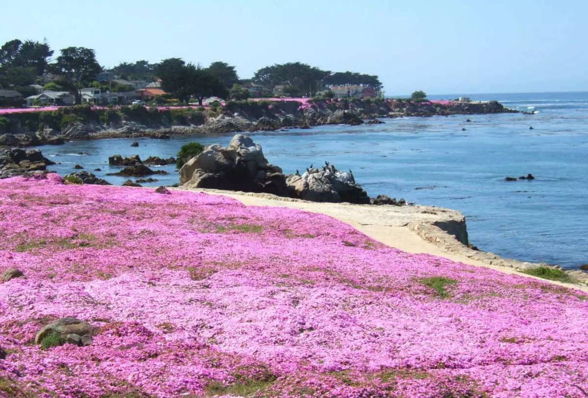 美国东西海岸花开成海 最美小团赏花行程