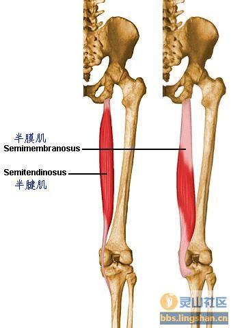 肌肉起止点:半腱肌起至坐骨结节,止于胫骨上端的内侧;半膜肌起自坐骨