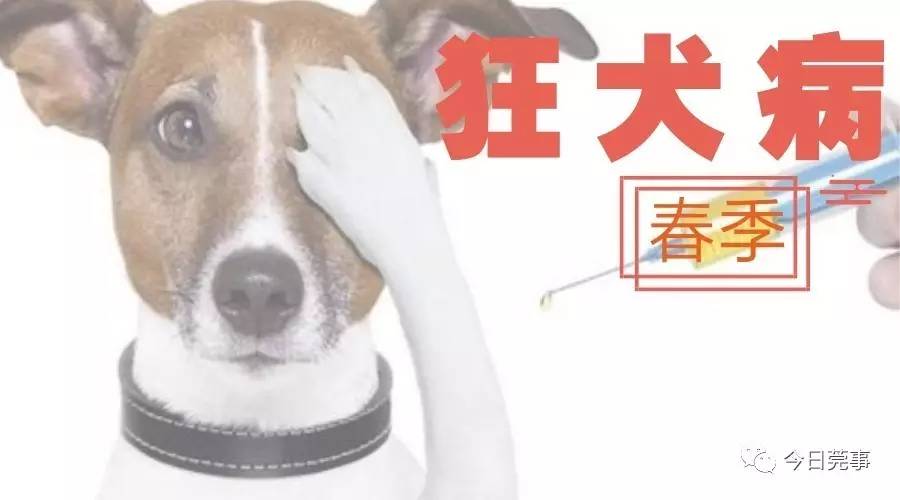 被狗咬后打狂犬疫苗就没事?为什么ta还是难逃一劫