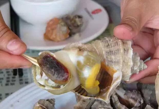 【最佳吃法】其实海螺直接煮着吃,鲜美原味就非常好吃.