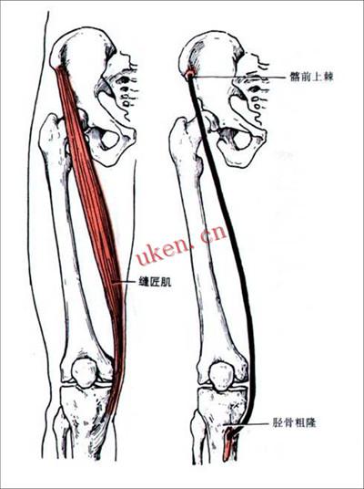 肌肉形状:缝匠肌呈扁带状,是人体最长的.