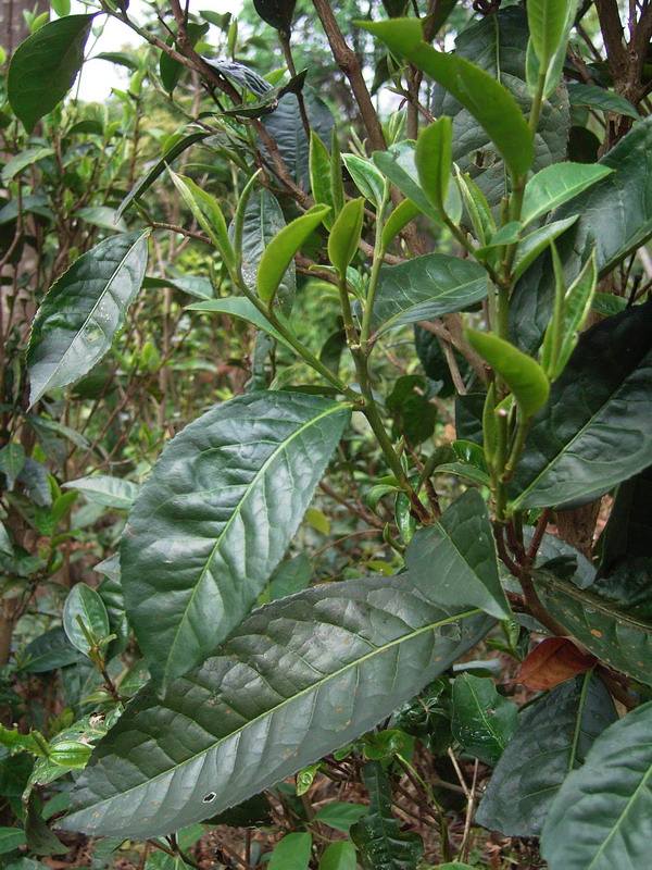 它们也是云南大叶种茶树的优秀品种