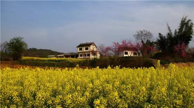 贵州十大最美油菜花农事景观评选投票开始啦